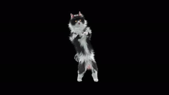 Cat Dancing 4K alt