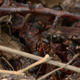 Ants In Tree Stump - VideoHive Item for Sale