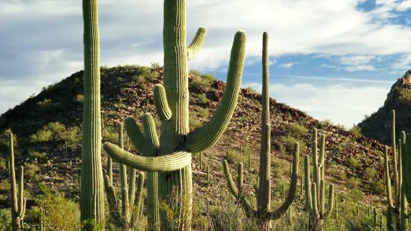 Saguaro National Park 2 alt