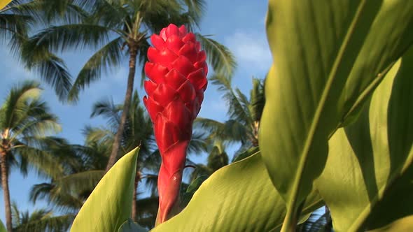 Pink Ginger Flower alt