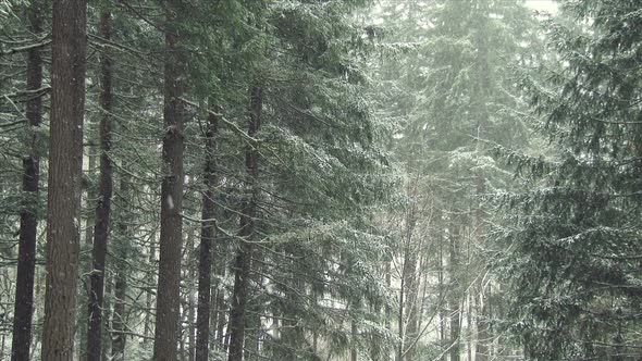 Snow Fall In A Forest alt