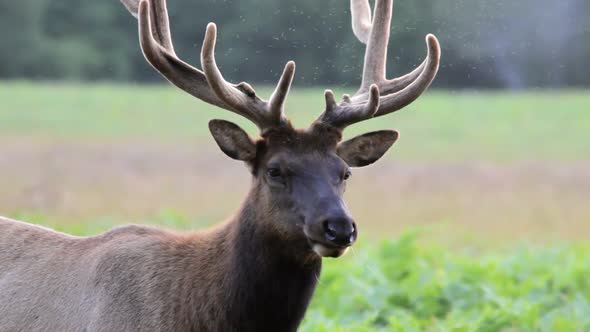 Elk And Swarm Of Bugs alt