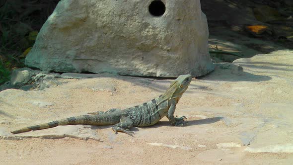 Iguana Sunbathing In Tulum alt