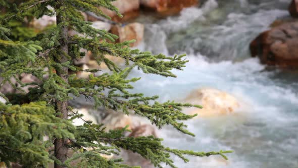 Tokkum Creek And Pine Tree alt