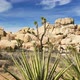Joshua Tree National Park 3 - VideoHive Item for Sale