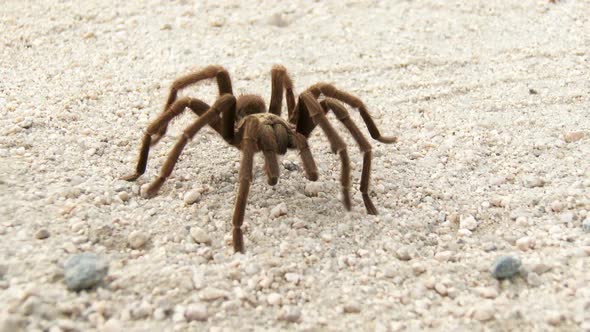 Desert Tarantula 2 alt