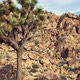 Joshua Tree In Mojave Desert 2 - VideoHive Item for Sale