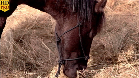 A Horse Eating Grasses