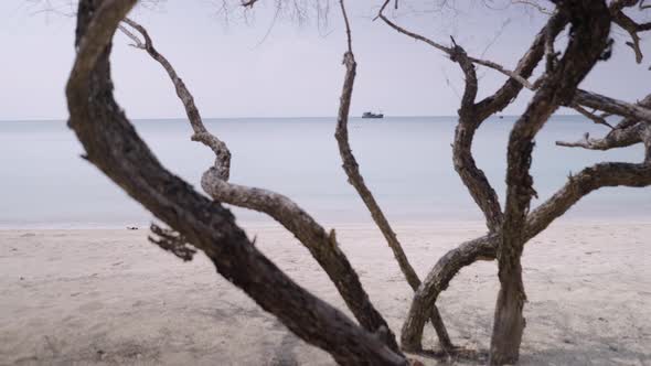 A Zoom Out Shot of a Couple Lean on a Bare Tree at a Beach Spending Quality Time with Each Other alt