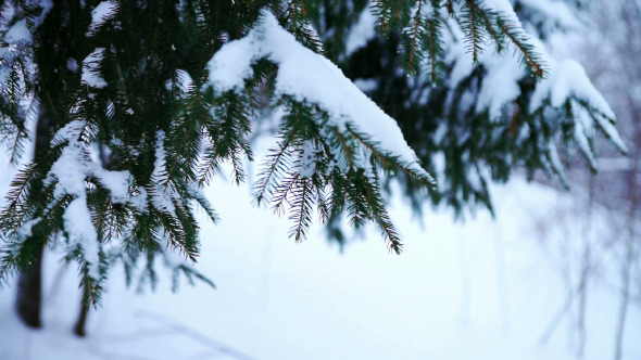 Spruce Tree Branch Under Snow