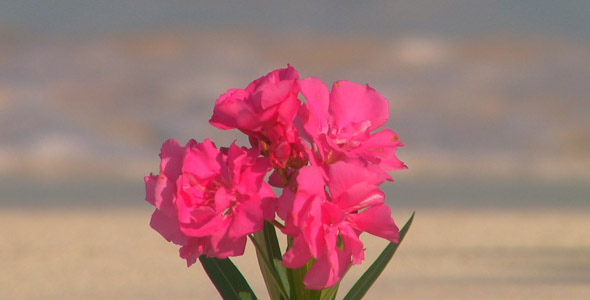 Beach flowers hd
