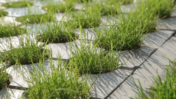 Grass Between Stones alt
