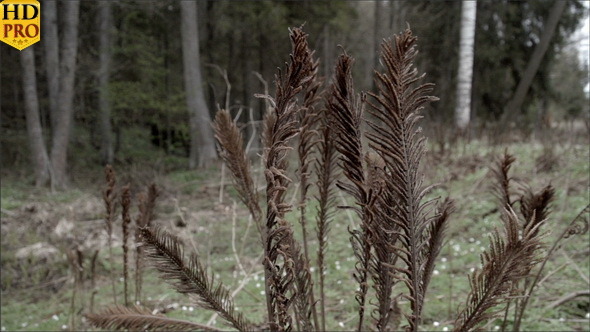 Set of Withered Ferns