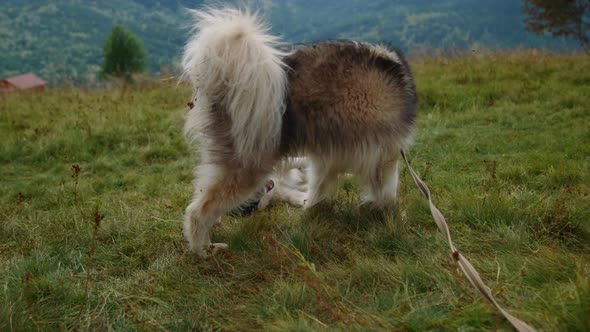 Dogs Having Fun Biting Each Other on Mountain Hill Close Up alt