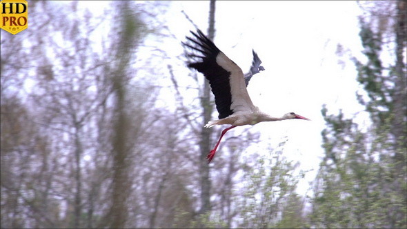 A White Stork Spreading its Wings