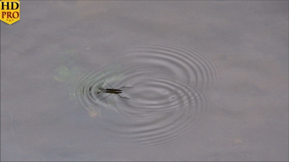 A Common Water Strider Swimming in the Pond