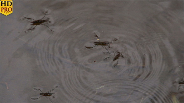 Four Water Strider on the Pond