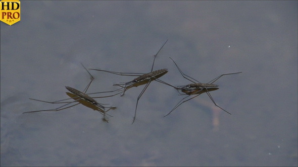 Three Water Strider Laying on the Water