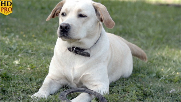 The White Labrador Lying on the Ground alt