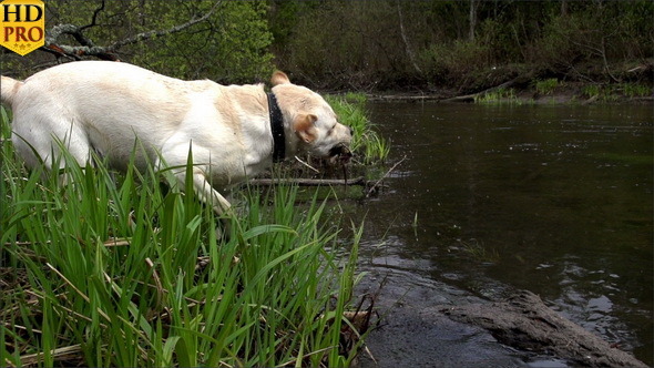 A Labrador Pet Getting Something on the Pond