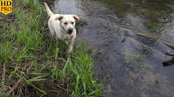 A White Dog Drinking Water on the River