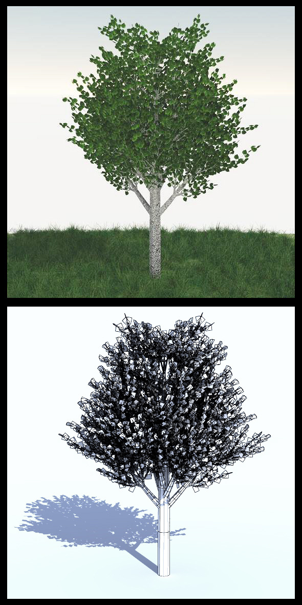 Birch Tree - 3Docean 11856421