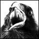 Raven Logo 2 - VideoHive Item for Sale