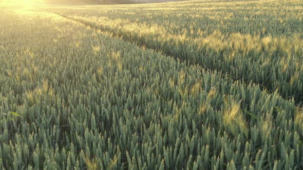 Sunset over common wheat Triticum aestivum 4K aerial video
