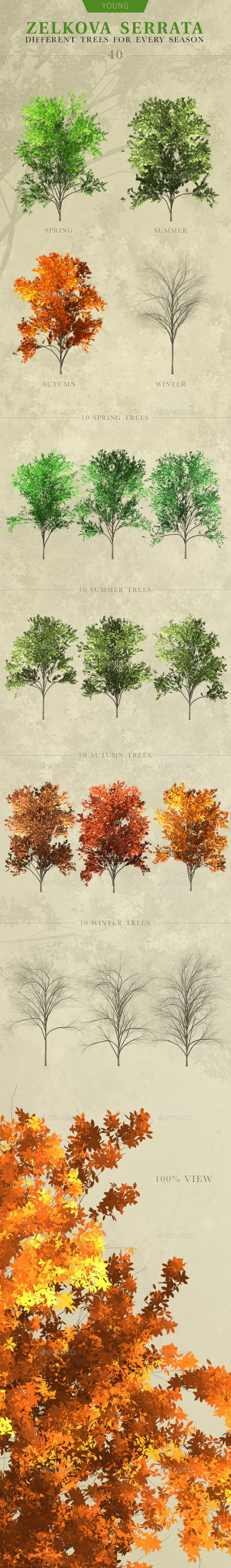 Young Zelkova Serrata Tree - Objects Illustrations