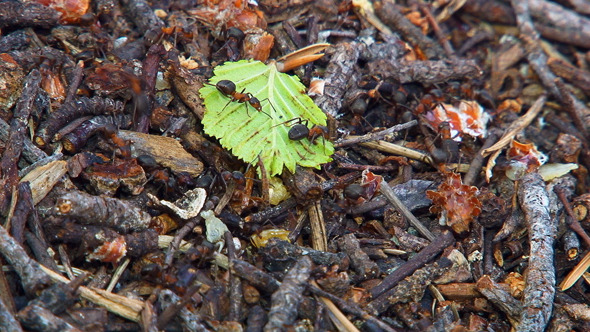 Ants Running Around the Anthill 2