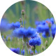 Bees on Cornflowers - VideoHive Item for Sale