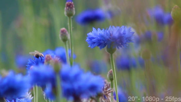 Bees on Cornflowers