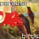 Colibri Paradise Birds - VideoHive Item for Sale