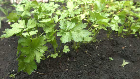 Growing parsley alt