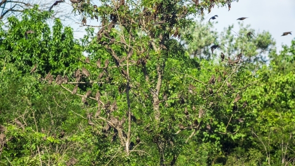Flock Of Birds Flying In  Green Trees