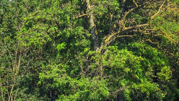 Flock Of Birds On  a Green Tree
