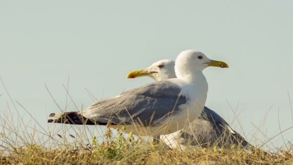 Two Seagulls In A Wild