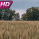 Wheat Field in the Afternoon - VideoHive Item for Sale