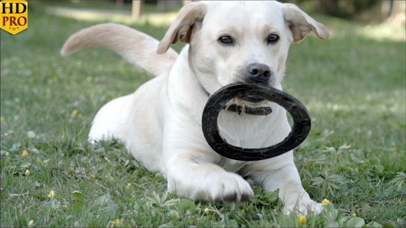 A White Labrador Dog Playing with a Ring