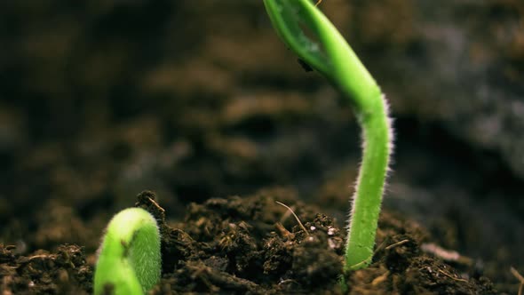 Plant Fast Growing Up Time Lapse, Stock Footage 