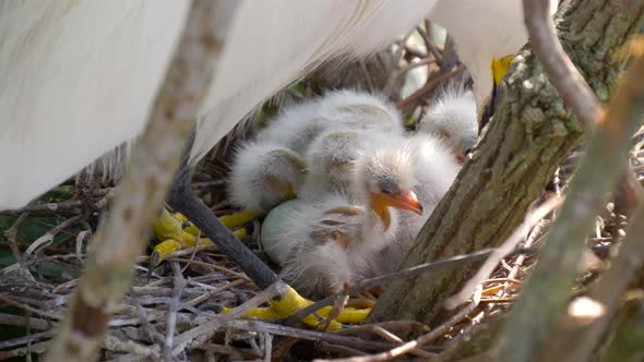 Nest with Chicks Close-up.