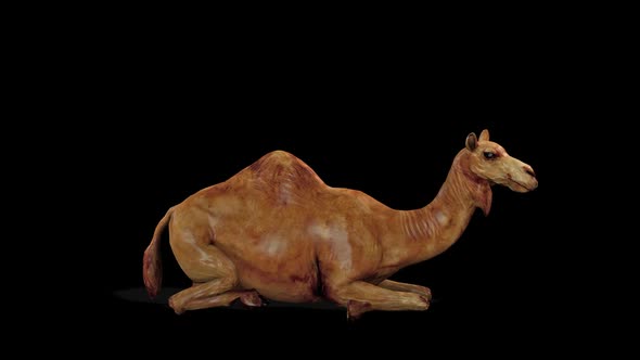 Camel Sit alt