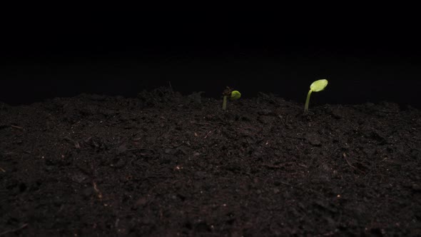 Plant Growing Timelapse Sprout Germination Close Up Macro