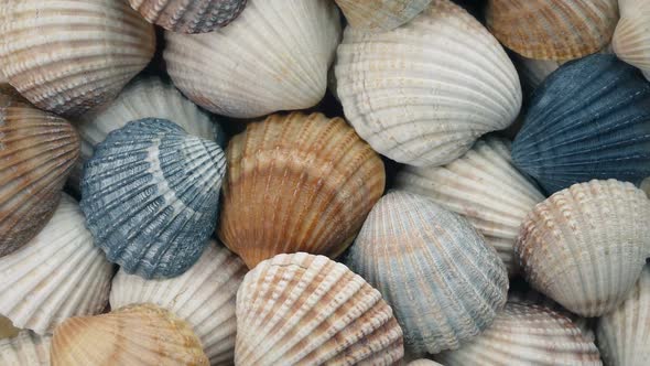 Pile Of Seashells alt