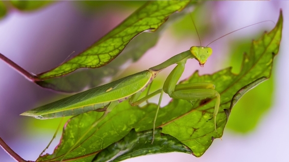 Mantis On The Hunt Is Disguised As a Leaf.