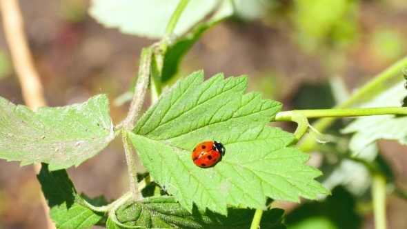 Ladybug