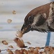 Sparrow Eat Cereal 2 Sparrow Eat Cereal 2 - VideoHive Item for Sale