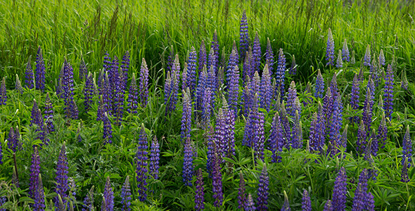 Blue Lupin Flowers in the Meadow