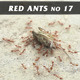 Red Ants No.17 Red Ants No.17 - VideoHive Item for Sale