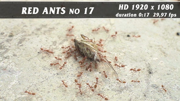 Red Ants No.17